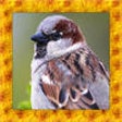 Icon of program: Wild Sparrow Simulator