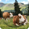 Icon of program: Cow Wallpapers