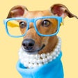 Icon of program: IggyMoji - Italian Greyho…