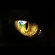 Icon of program: New Catcheye Plus