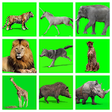 Icono de programa: Animals Green Screen Effe…