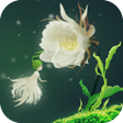 Icono de programa: Cactus Flower Live Wallpa…