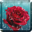 Icon of program: Rose Raindrop Live Wallpa…