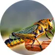 Icon of program: Locust & Grasshopper soun…