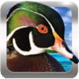 Icon of program: Duck Hunting Calls Lite