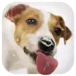 Icon of program: Dog Licks Screen Wallpape…