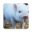 Icon of program: Cute Pigs Wallpaper