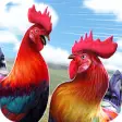 Icon of program: Wild Rooster Run - Frenzy…