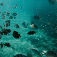 Icono de programa: My Fishing Diary