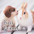 Icono de programa: icon & wallpaper-Best Fri…