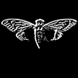 Icono de programa: Cicada