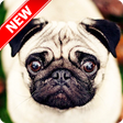 Icono de programa: Pug Wallpaper