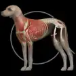 Icon of program: Dog Anatomy: Canine 3D
