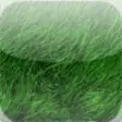 Icon of program: Grass