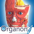 Icon of program: 3D Organon Anatomy for Wi…