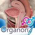 Icon of program: 3D Organon Anatomy - Repr…