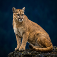 Icon of program: Cougar & Mountain Lion So…