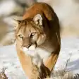 Icon of program: Cougar & Mountain Lion So…