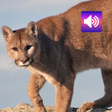 Icon of program: Cougar & Mountain Lion So…