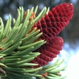 Icon of program: iForest - Trees & Bushes