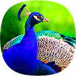 Icon of program: Peacock Ringtones
