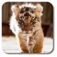 Icon of program: Little Tiger Live Wallpap…