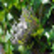 Icon of program: Photo Art Flowers
