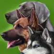 Icon of program: Dogs - Identification Gui…