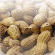 Icon of program: Nut Allergy