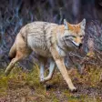 Icon of program: 100+ Coyote Hunting Calls…