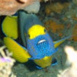 Icon of program: Reef Fish Book for iPad