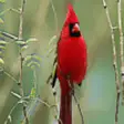 Icon of program: Cardinals - Bird Ringtone…