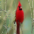 Cardinals - Bird Ringtones, Sounds Alerts, Alarms and More icon