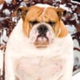 Icon of program: A Talking Fat Dog for iPh…