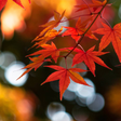 Icono de programa: Autumn Wallpaper