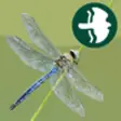 Icon of program: Dragonflies & Damselflies…