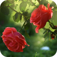 Icono de programa: Red Rose Flower Live Wall…