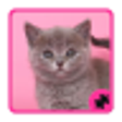 Icon of program: Cats Puzzle