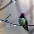 Icono de programa: PNW Birds by Christopher …
