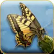 Icon of program: Butterflies of Europe