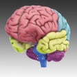 Icon of program: 3D Brain