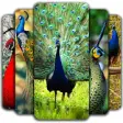 Icon of program: Peacock Wallpapers