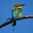 Icon of program: Kakadu birds