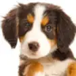Icon of program: Dog Puppies HD