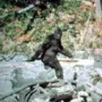 Icon of program: Bigfoot Camera Prank