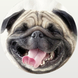 Icon of program: Raw Pet