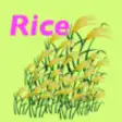 Icon of program: Rice Color Scale