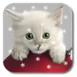 Icon of program: Xmas Cat Live Wallpaper