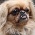 Icon of program: Dog Annoyer