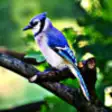Icon of program: Blue Jays - Bird Watching…